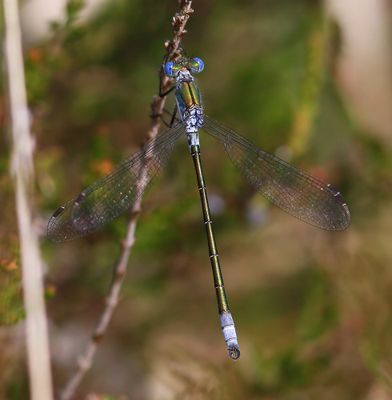 Tangpantserjuffer - Scarce Emerald Damselfly