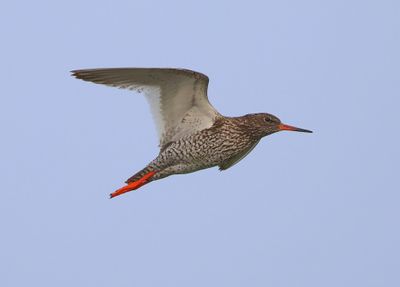 Tureluur - Common Redshank