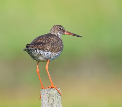 Tureluur - Common Redshank