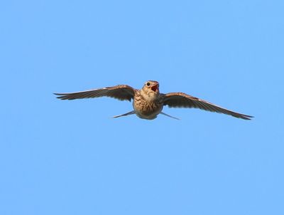 Veldleeuwerik - Eurasian Skylark