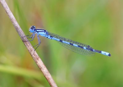 Watersnuffel - Common Bluet