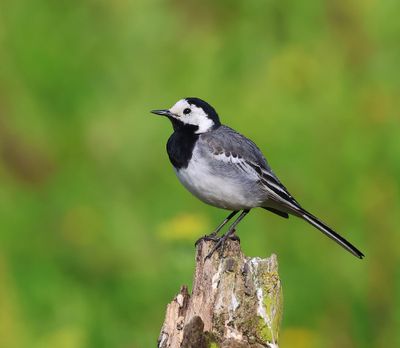 Witte Kwikstaart - White Wagtail