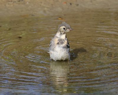 Witte Kwikstaart - White Wagtail