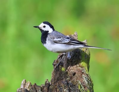 Witte Kwikstaart - White Wagtail