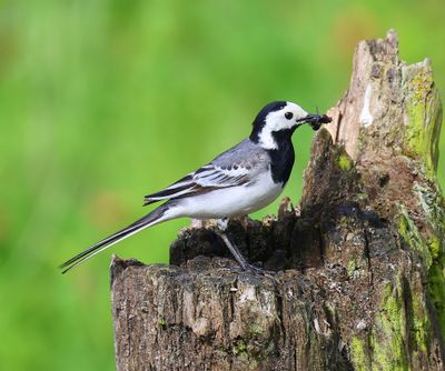 Witte Kwikstaart - White Wagtail
