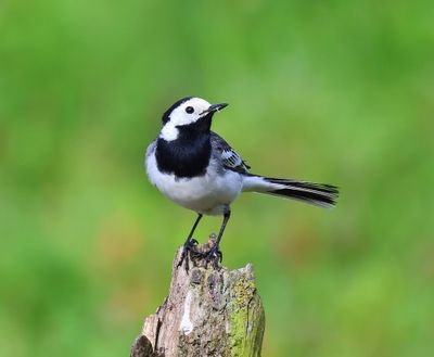 Witte Kwikstaart - White Wagtail