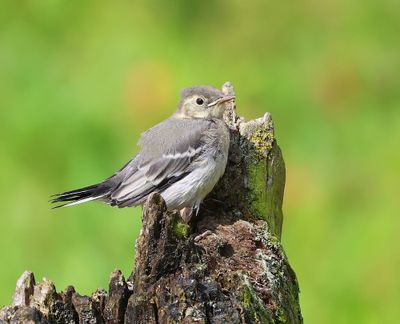 Witte Kwikstaart - White Wagtail