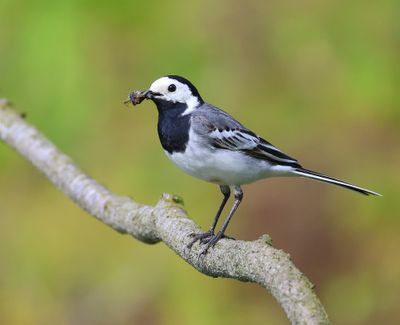 Witte Kwikstaart - White Wagtail