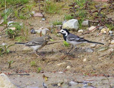 Witte Kwikstaarten - White Wagtails