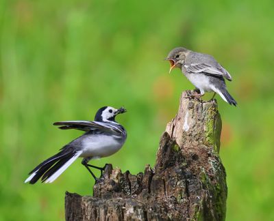 Witte Kwikstaarten - White Wagtails