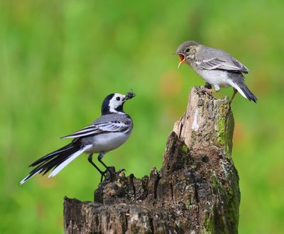 Witte Kwikstaarten - White Wagtails