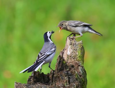 Witte Kwikstaarten - White Wagtails