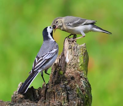 Witte Kwikstaart - White Wagtail