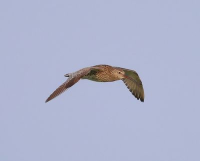 Wulp - Eurasian Curlew