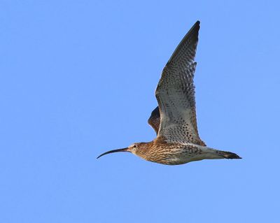 Wulp - Eurasian Curlew