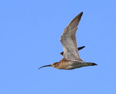 Wulp - Eurasian Curlew