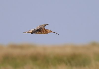 Wulp - Eurasian Curlew