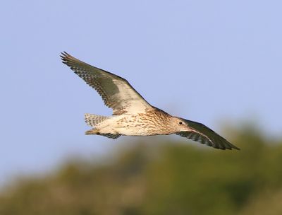 Wulp - Eurasian Curlew