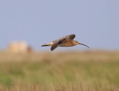Wulp - Eurasian Curlew