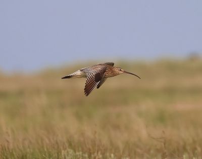 Wulp - Eurasian Curlew