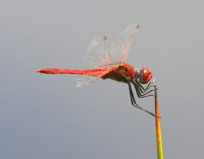 Zwervende Heidelibel - Red-veined Darter