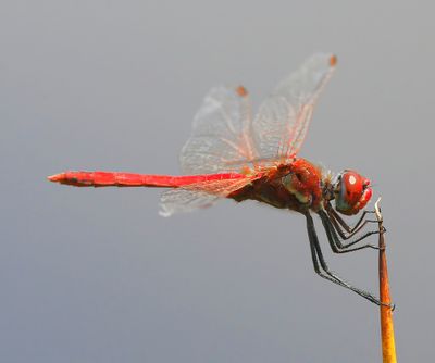 Zwervende Heidelibel - Red-veined Darter