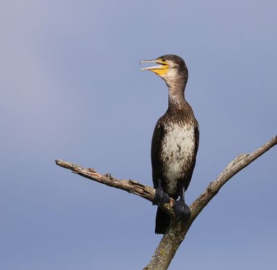Aalscholver - Great Cormorant