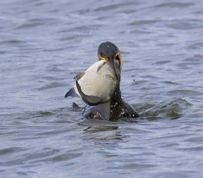 Aalscholver - Great Cormorant