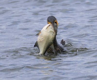Aalscholver - Great Cormorant