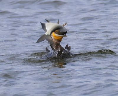 Aalscholver - Great Cormorant