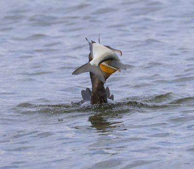 Aalscholver - Great Cormorant