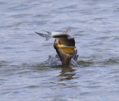 Aalscholver - Great Cormorant