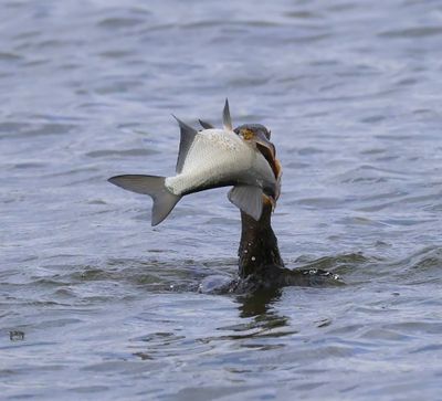 Aalscholver - Great Cormorant