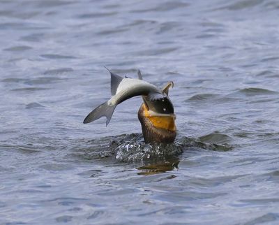 Aalscholver - Great Cormorant