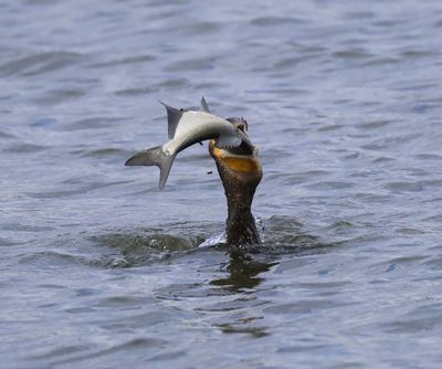 Aalscholver - Great Cormorant