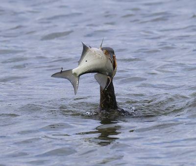Aalscholver - Great Cormorant