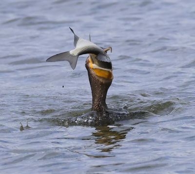 Aalscholver - Great Cormorant