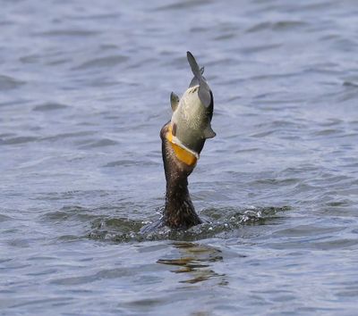Aalscholver - Great Cormorant