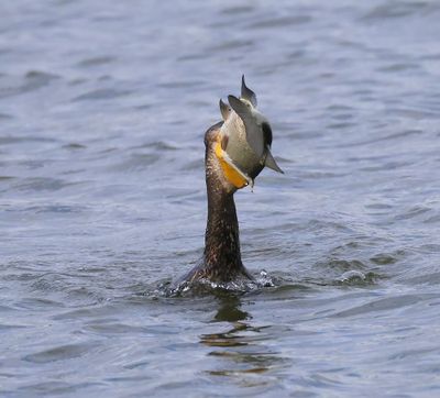 Aalscholver - Great Cormorant