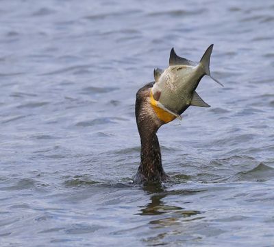 Aalscholver - Great Cormorant