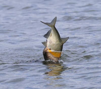 Aalscholver - Great Cormorant