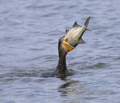 Aalscholver - Great Cormorant