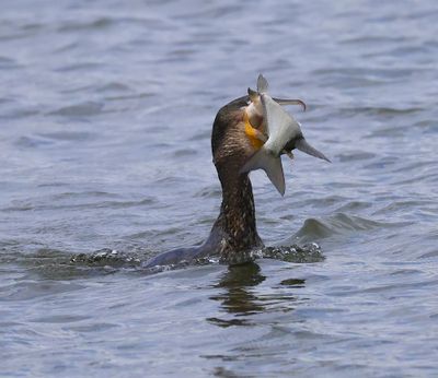 Aalscholver - Great Cormorant