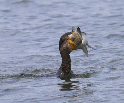 Aalscholver - Great Cormorant