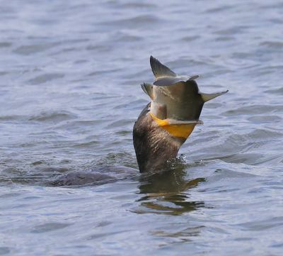 Aalscholver - Great Cormorant