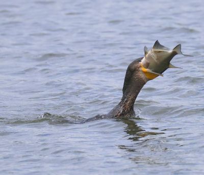 Aalscholver - Great Cormorant