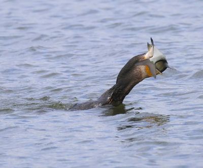 Aalscholver - Great Cormorant
