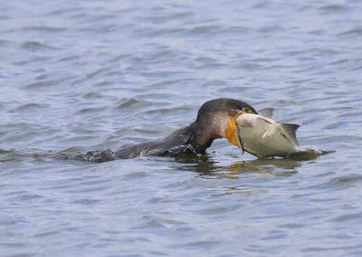 Aalscholver - Great Cormorant