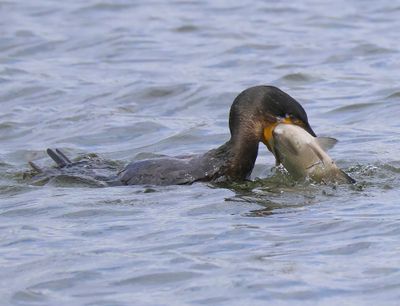Aalscholver - Great Cormorant