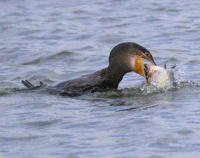 Aalscholver - Great Cormorant